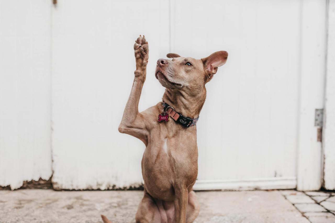 image of a brown dog raising its paw to ask a question