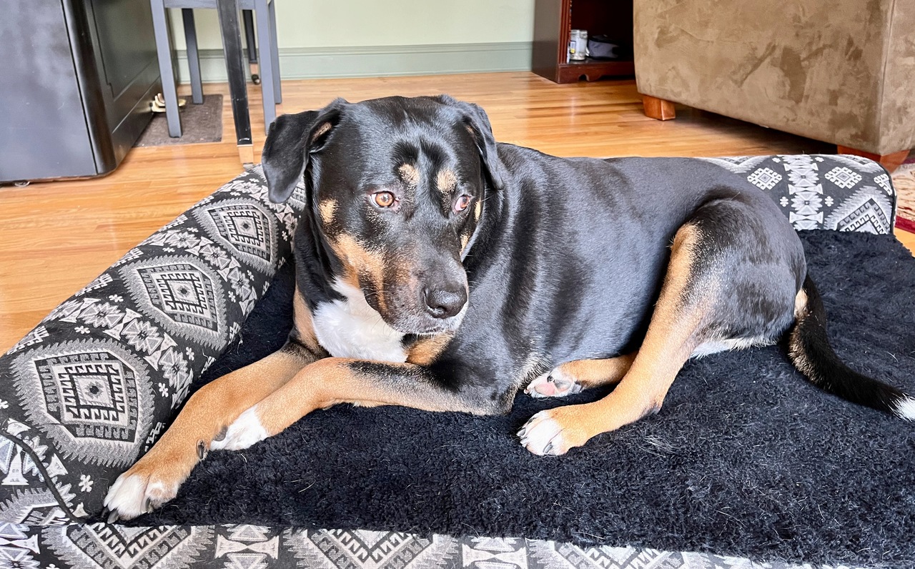 image of a large black dog with a white chest and paws and a fawn colored neck and socks.