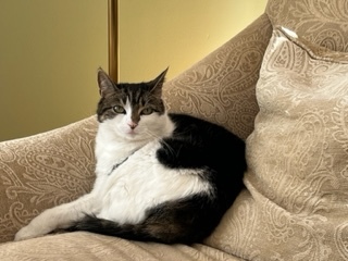 a cat with a white underbelly and black back curled up on a golden chair.